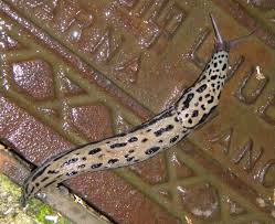 Attēlu rezultāti vaicājumam “Limax maximus”