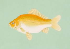 Attēlu rezultāti vaicājumam “Carassius auratus”