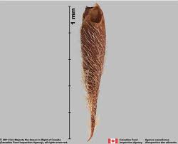 Attēlu rezultāti vaicājumam “Erodium cicutarium fruit”