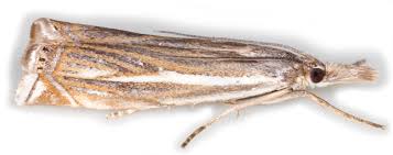 Attēlu rezultāti vaicājumam “Crambus lathoniellus”