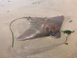 Image result for Myliobatis freminvillei