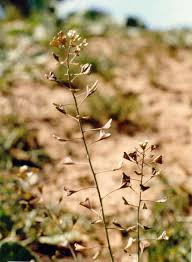Attēlu rezultāti vaicājumam “Capsella bursa-pastoris fruit”