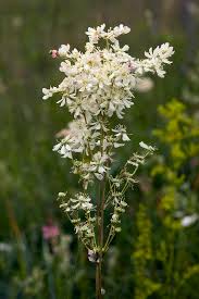 Image result for Filipendula vulgaris