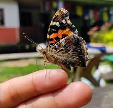 Attēlu rezultāti vaicājumam “Vanessa atalanta underside”