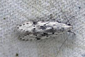 Attēlu rezultāti vaicājumam “Carpatolechia proximella”