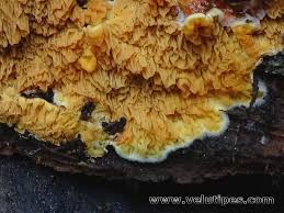 Attēlu rezultāti vaicājumam “Pseudomerulius aureus”