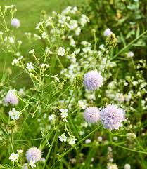 Image result for Succisella inflexa