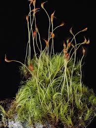 Attēlu rezultāti vaicājumam “Dicranella cerviculata”