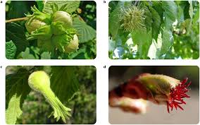 Attēlu rezultāti vaicājumam “Corylus avellana”