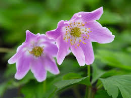 Attēlu rezultāti vaicājumam “Anemone nemorosa flower”