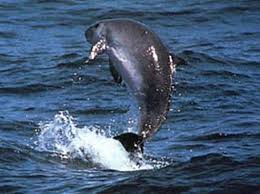 Image result for Kogia breviceps