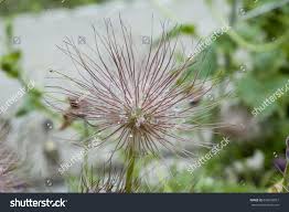 Attēlu rezultāti vaicājumam “Pulsatilla patens fruit”