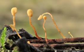 Attēlu rezultāti vaicājumam “Heyderia pusilla”