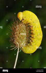 Attēlu rezultāti vaicājumam “Cimbex femoratus larva”
