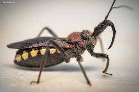 Attēlu rezultāti vaicājumam “Rhynocoris annulatus”