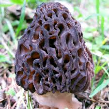 Attēlu rezultāti vaicājumam “Morchella sp.”