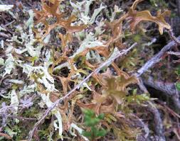 Attēlu rezultāti vaicājumam “Cetraria islandica”