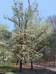 Attēlu rezultāti vaicājumam “Pyrus”