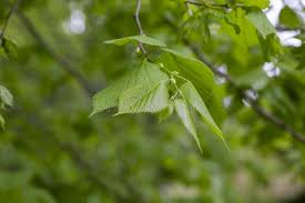 Attēlu rezultāti vaicājumam “Tilia amurensis”