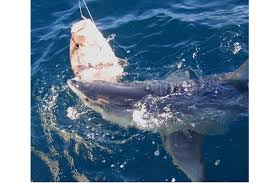 Image result for Furgaleus macki