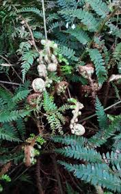 Attēlu rezultāti vaicājumam “Polystichum aculeatum”