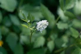 Attēlu rezultāti vaicājumam “Actaea spicata flower”