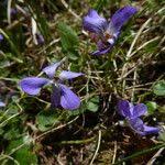 Attēlu rezultāti vaicājumam “Viola rupestris flower”