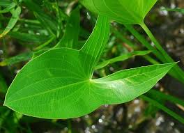 Attēlu rezultāti vaicājumam “Sagittaria sagittifolia leaf”