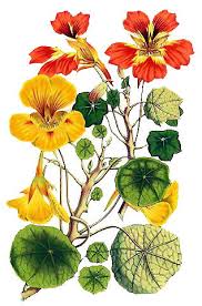 Attēlu rezultāti vaicājumam “Tropaeolaceae”