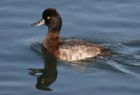 Image result for Aythya affinis