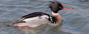 Attēlu rezultāti vaicājumam “Mergus serrator”