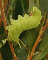 Attēlu rezultāti vaicājumam “Laothoe populi larva”