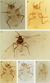 Attēlu rezultāti vaicājumam “Pemphigus borealis”