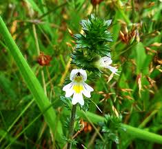 Attēlu rezultāti vaicājumam “Euphrasia”