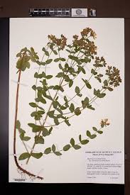 Attēlu rezultāti vaicājumam “Hypericum maculatum”