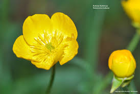 Attēlu rezultāti vaicājumam “Ranunculus bulbosus”