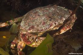 Image result for Cancer irroratus