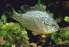 Image result for Lepomis gibbosus