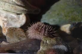 Image result for Strongylocentrotus droebachiensis