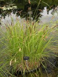 Attēlu rezultāti vaicājumam “Carex riparia”