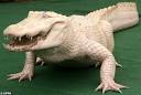 Meet Whitie the albino alligator - 'the smartest critter in the ...