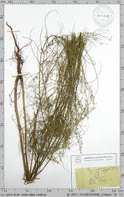 Attēlu rezultāti vaicājumam “Melilotus wolgicus”