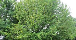 Attēlu rezultāti vaicājumam “Malus sylvestris”