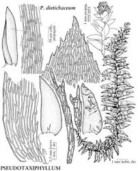 Attēlu rezultāti vaicājumam “Pseudotaxiphyllum elegans”