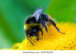 Attēlu rezultāti vaicājumam “Bombus lapidarius”