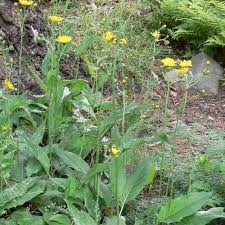 Attēlu rezultāti vaicājumam “Hieracium laevigatum”