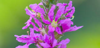 Attēlu rezultāti vaicājumam “Lythraceae”