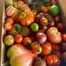 Afbeeldingsresultaat voor millionaire tomato