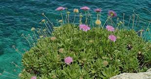 Attēlu rezultāti vaicājumam “Dipsacaceae”