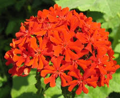 Attēlu rezultāti vaicājumam “Silene chalcedonica leaf”